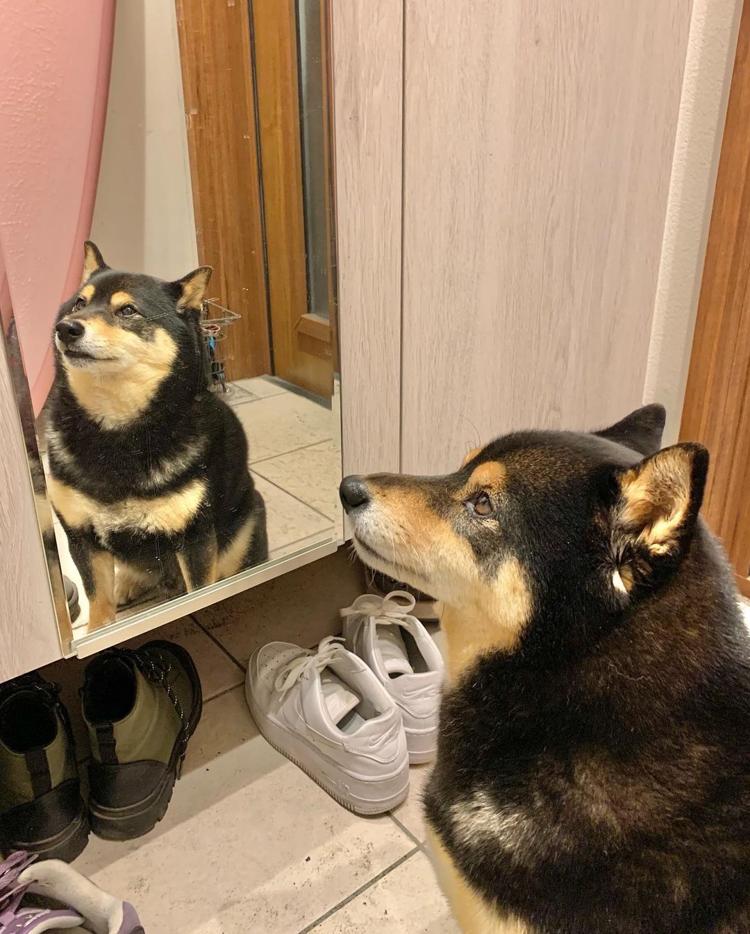 鏡を見る犬