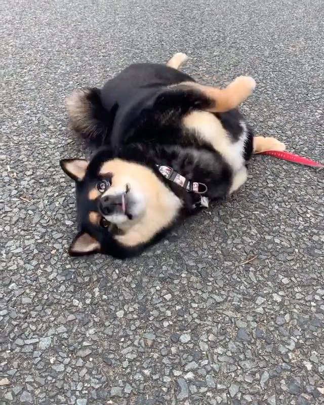 道で寝転ぶ犬