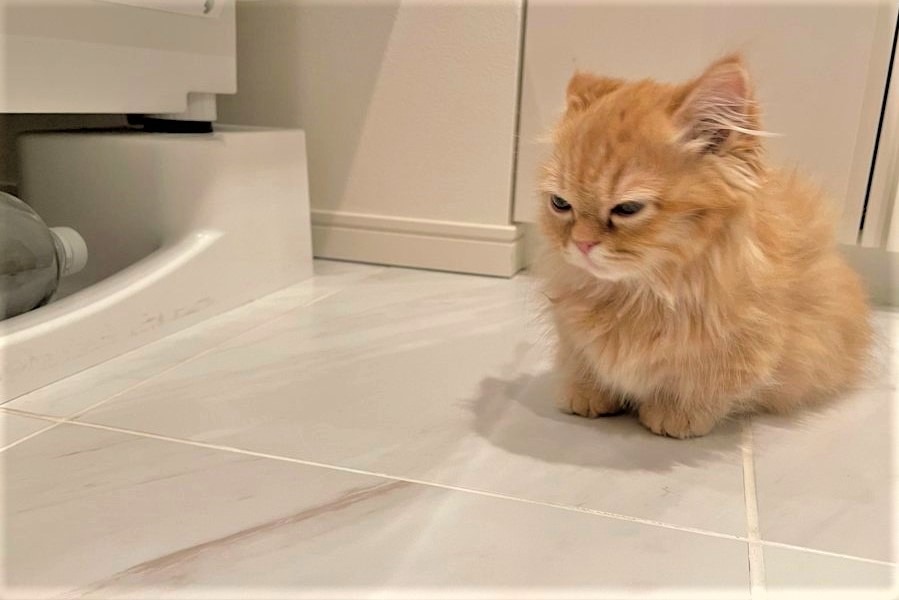「洗濯機に潜れなくしたの誰ニャ！」とっても不満そうな表情の子猫ちゃんにクスッ♪