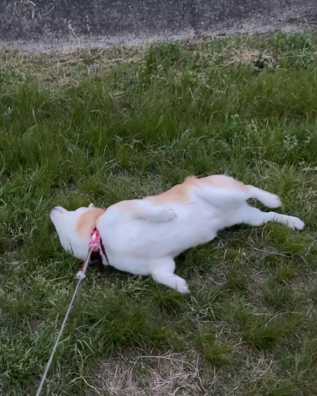 草の上でゴロゴロする犬