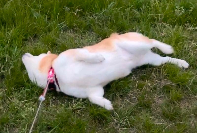 “打ち上げられたアザラシ”みたい！草の上に寝転んで「うねうねダンス」する柴犬さん