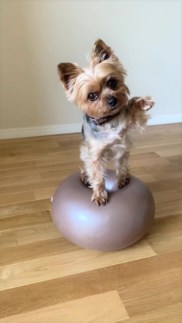 犬　バランスボール
