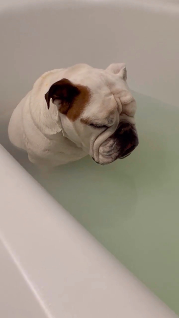 お風呂でうたた寝する犬