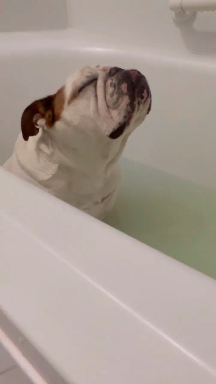 お風呂が気持ちよさそうな犬