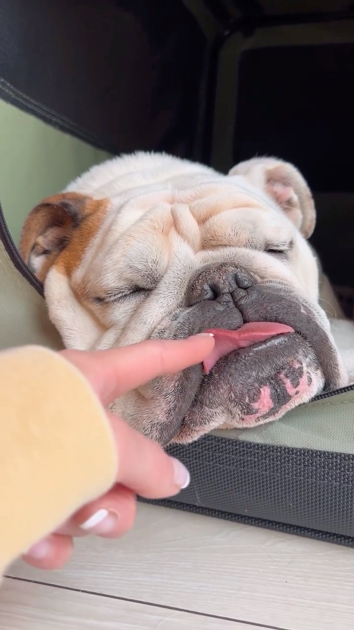 舌を触られても寝ている犬