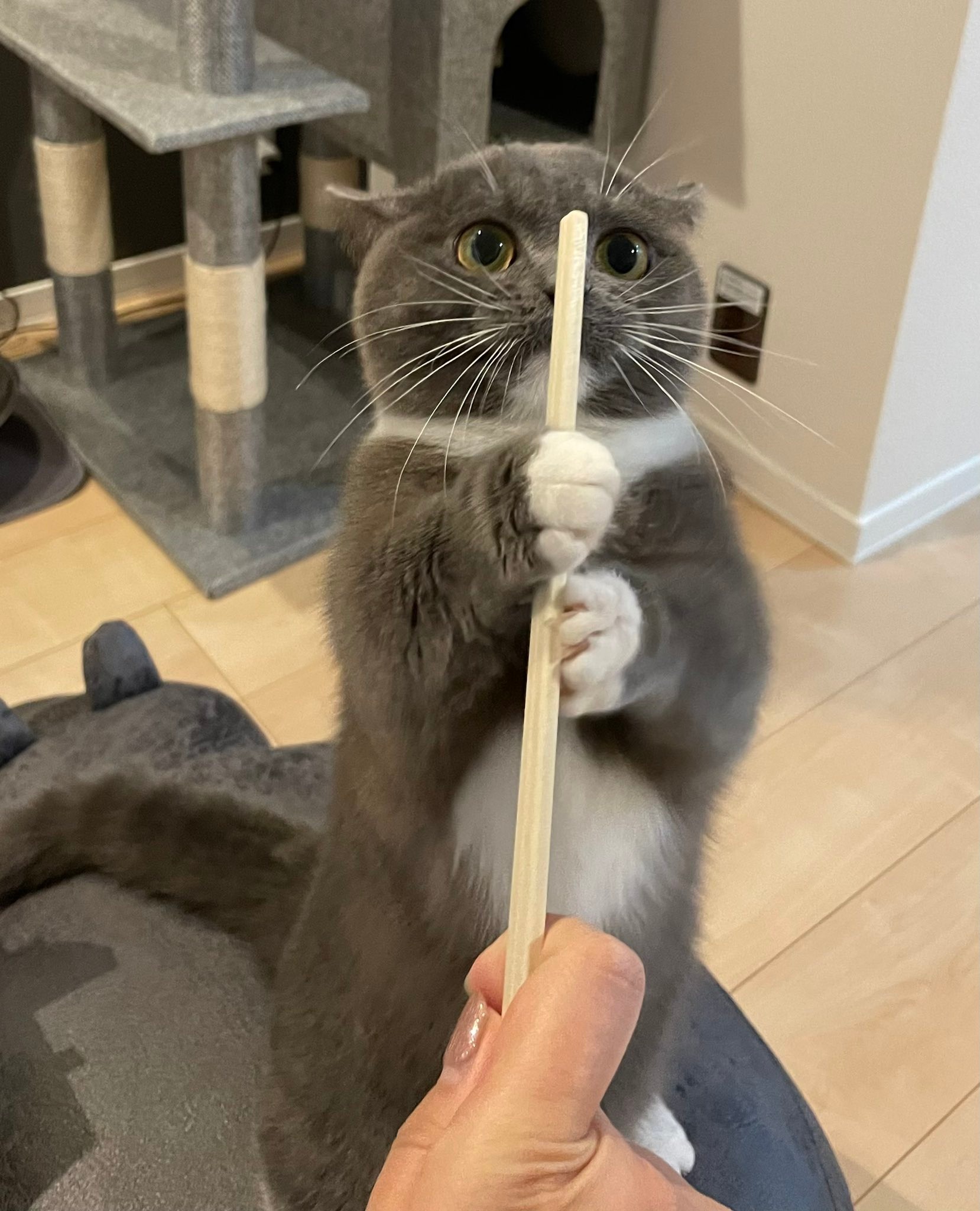 棒を掴む猫
