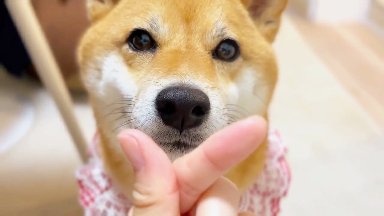指を見つめる犬