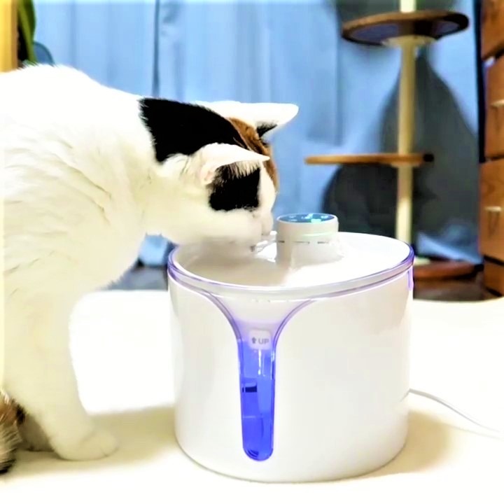 猫　給水機