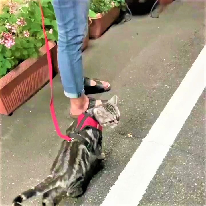 猫　散歩