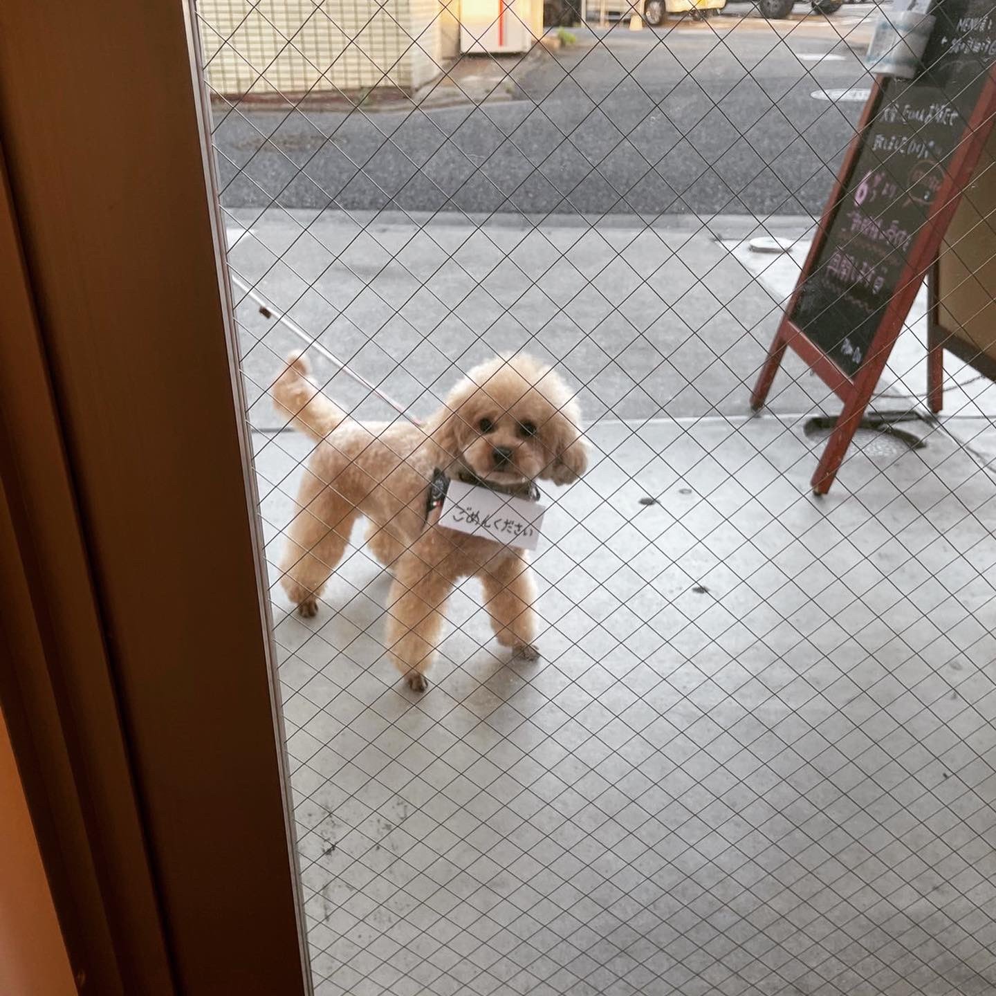 ドアから中を覗く犬