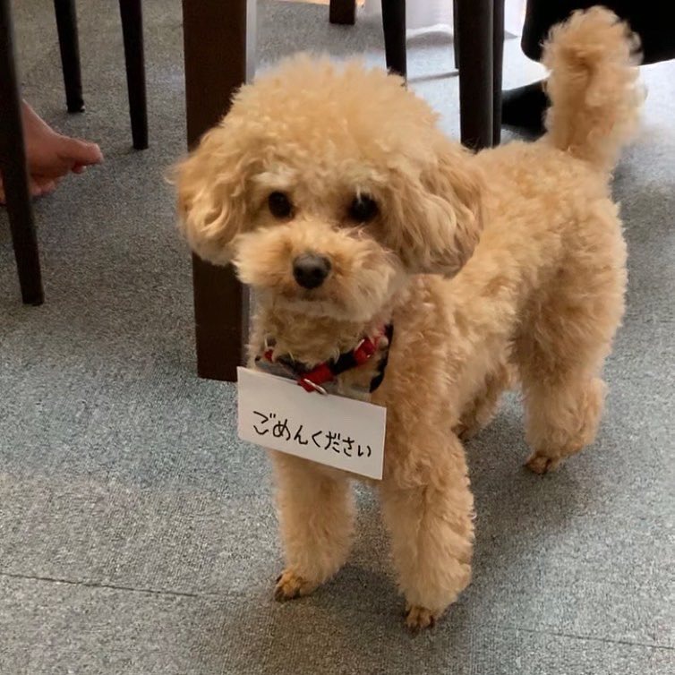 ごめんくださいのカードを下げた犬