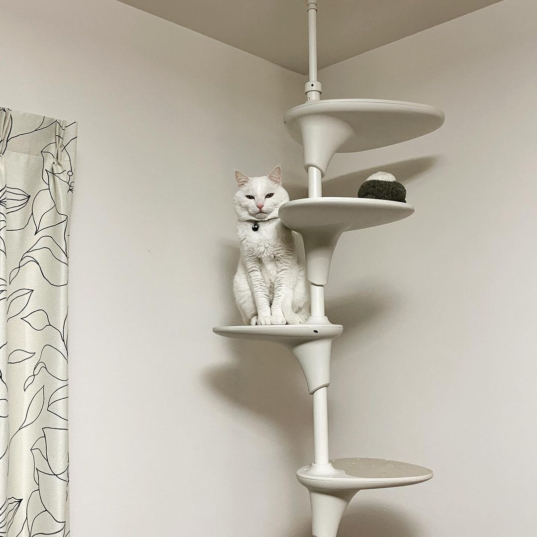 キャットタワーに鎮座する猫