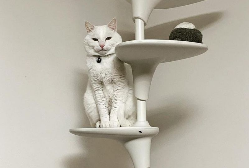 やっと登ってくれた…！キャットタワーの上で“自慢げ”な白猫さんに笑っちゃう♪