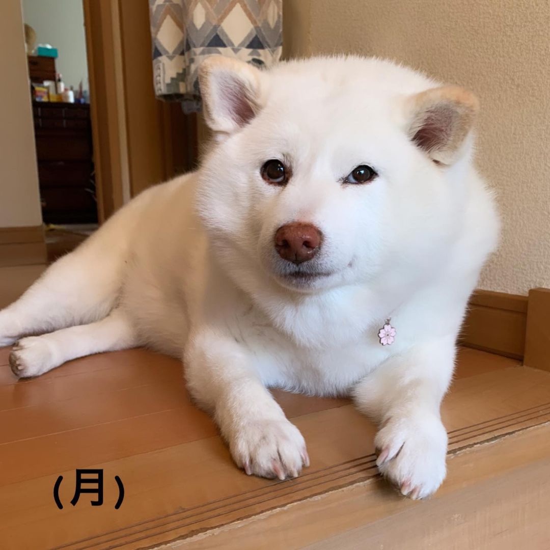 犬　座る