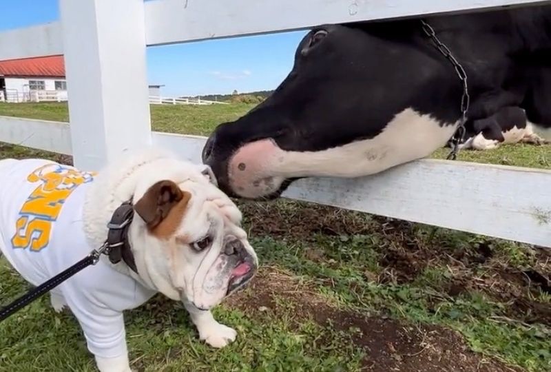 牛さんとドキドキの初対面！ブルドッグさんのおもしろすぎる反応に笑っちゃう♪