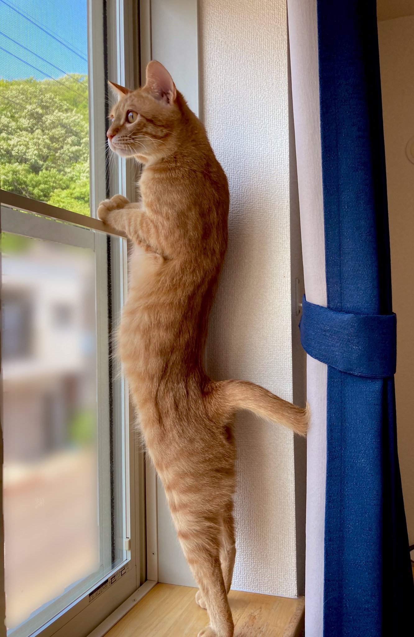 背伸びして外を眺める猫