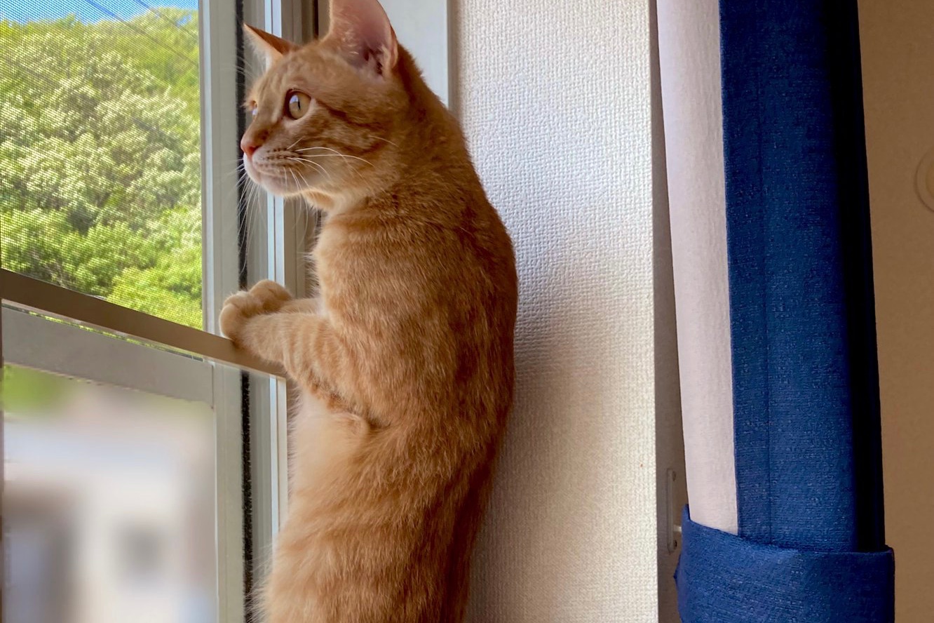 “猫背”はどこへいった…？？窓からお外をのぞくニャンコの姿にびっくり&爆笑♪【バズ部】