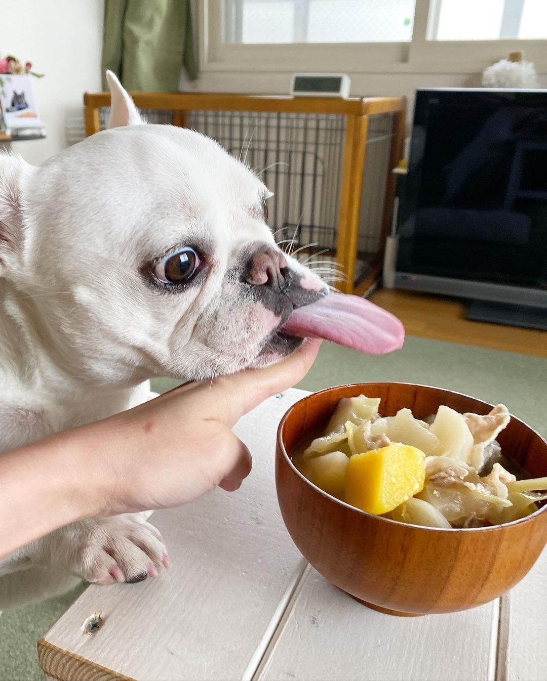 犬　食べたい