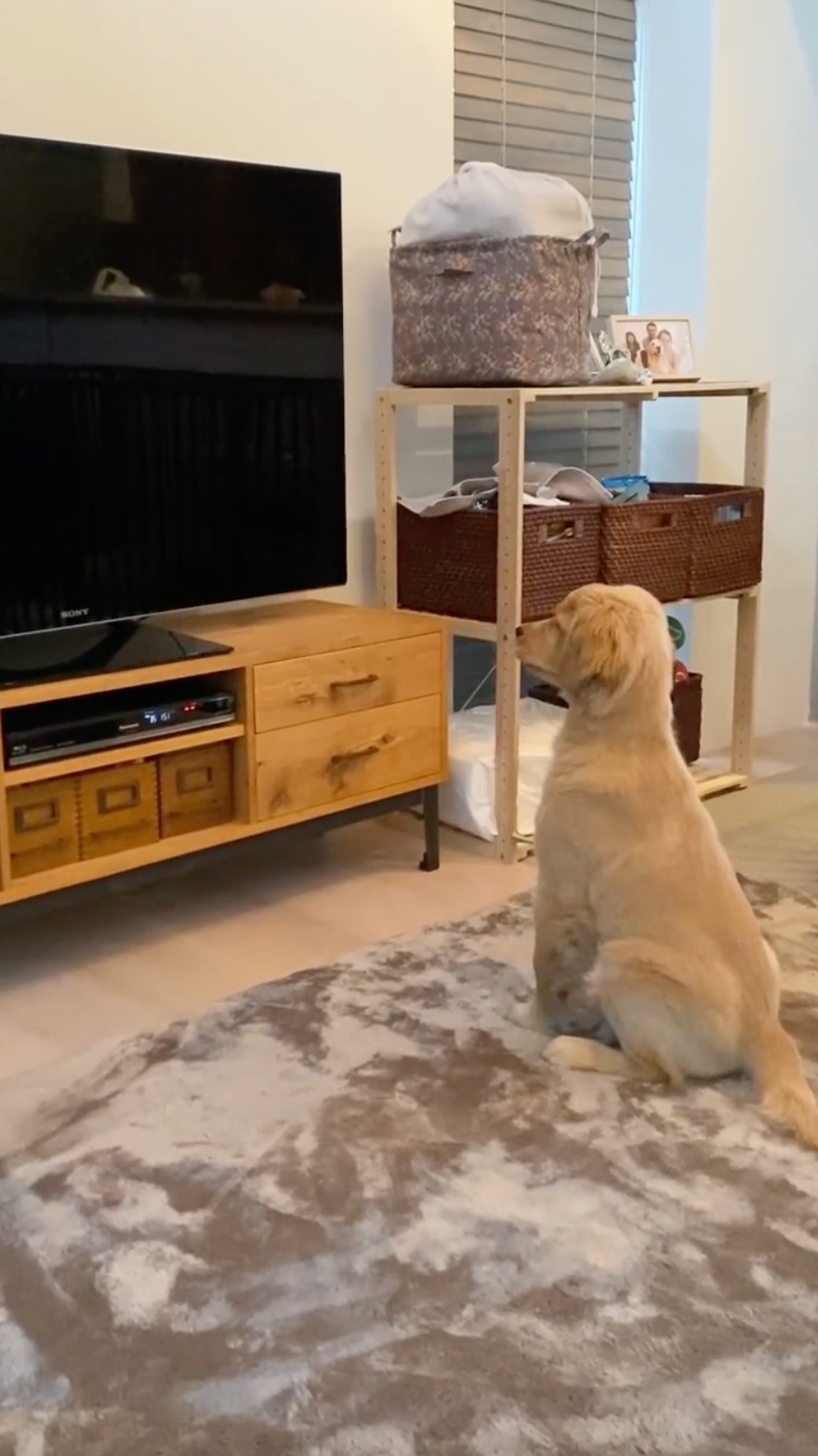 犬　テレビ
