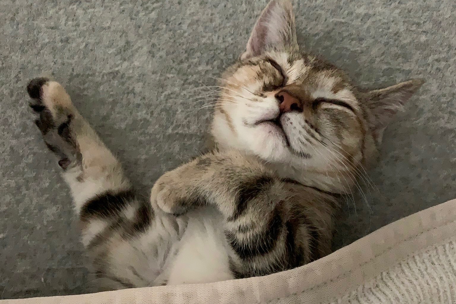 お布団をかけてもらって幸せそう…♡猫さんの可愛すぎる寝顔から目が離せない！