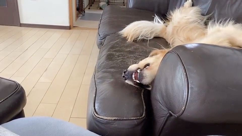 ソファーでゴロゴロする犬