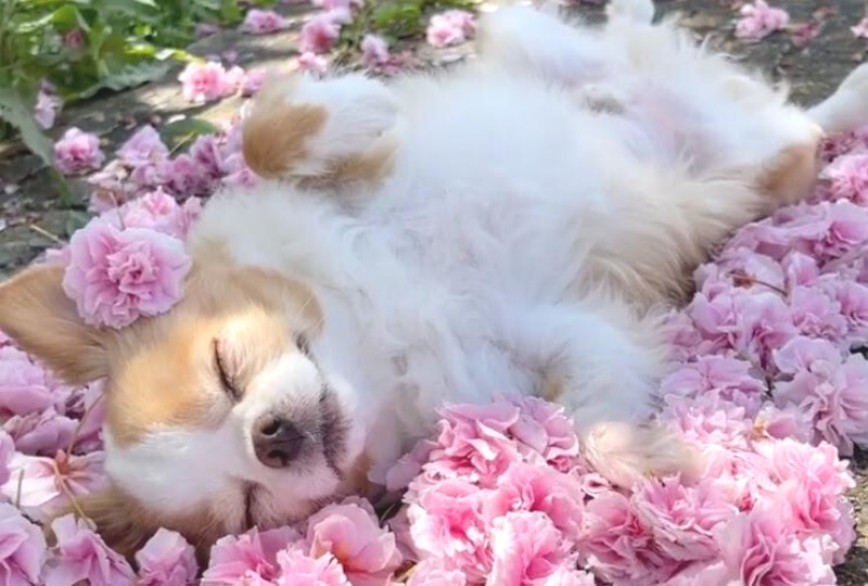 良い香りに包まれて幸せそう♪桜の花びらに囲まれて熟睡中のチワワさんがキュートすぎ