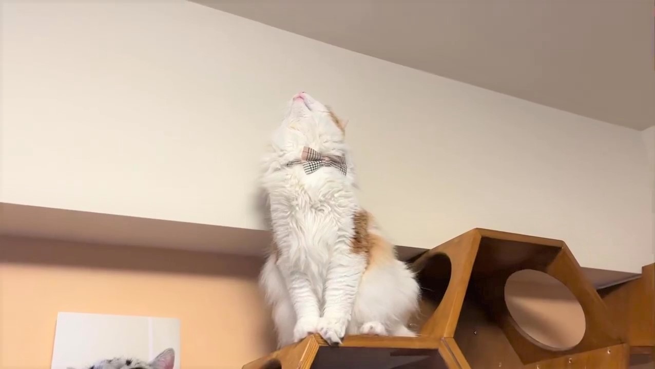 猫　天井