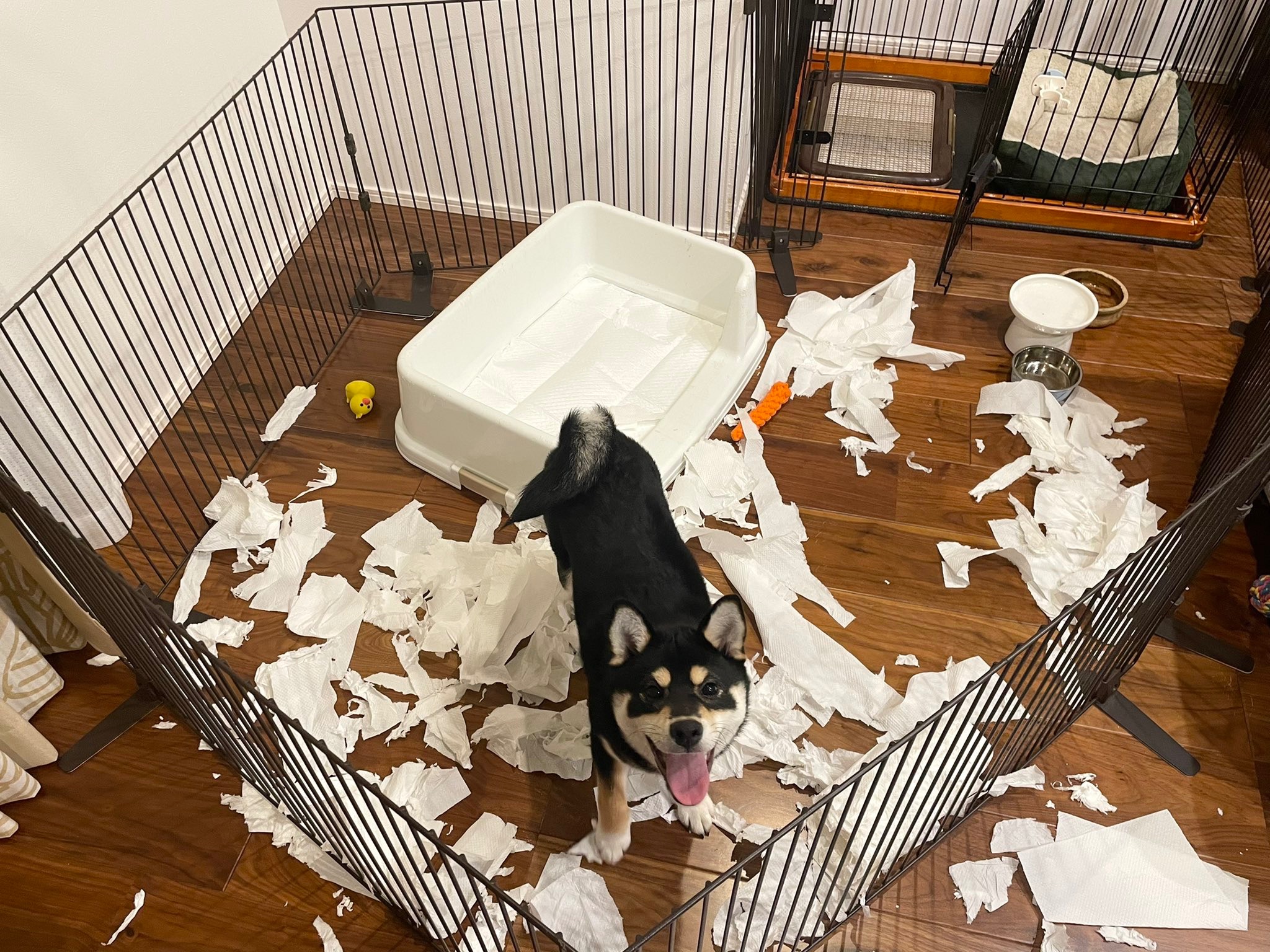 紙を散らかした犬
