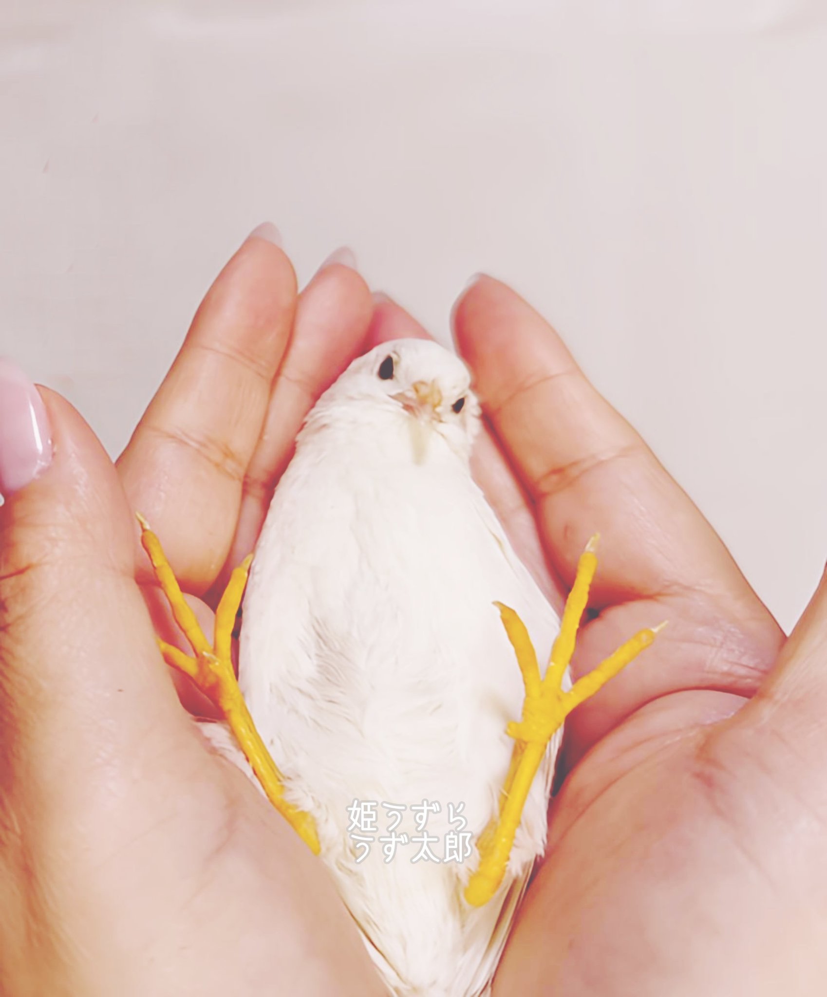 手の中で寝転ぶ鳥