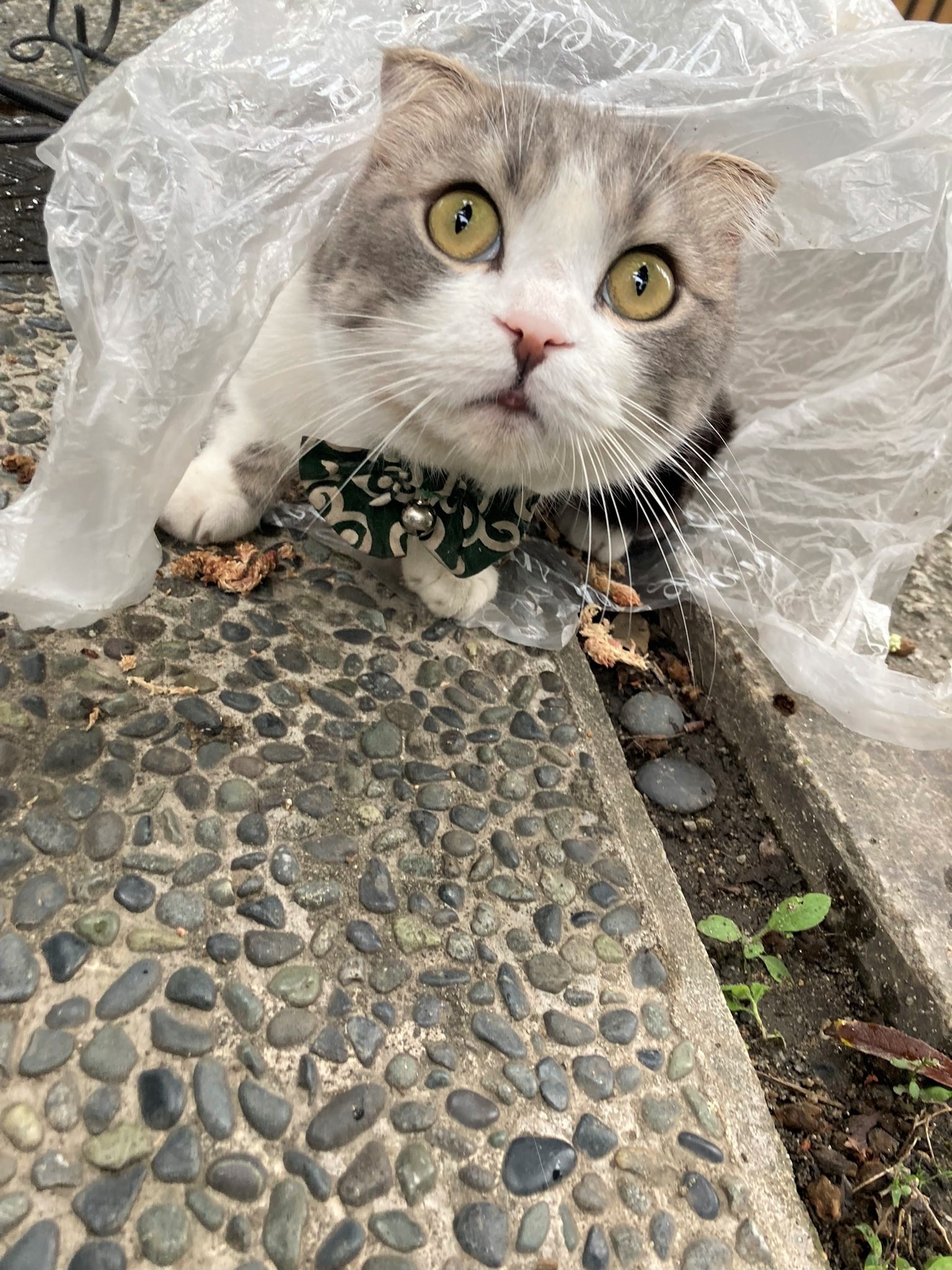 猫　ビニール袋