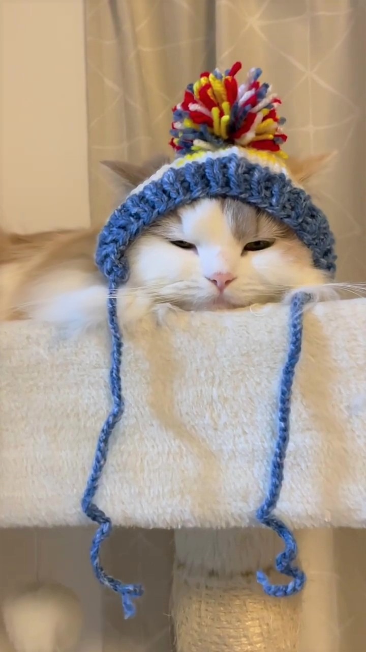 猫　帽子