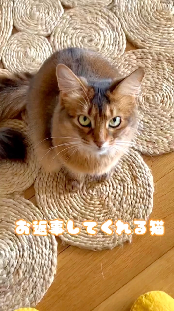 猫　返事してくれる