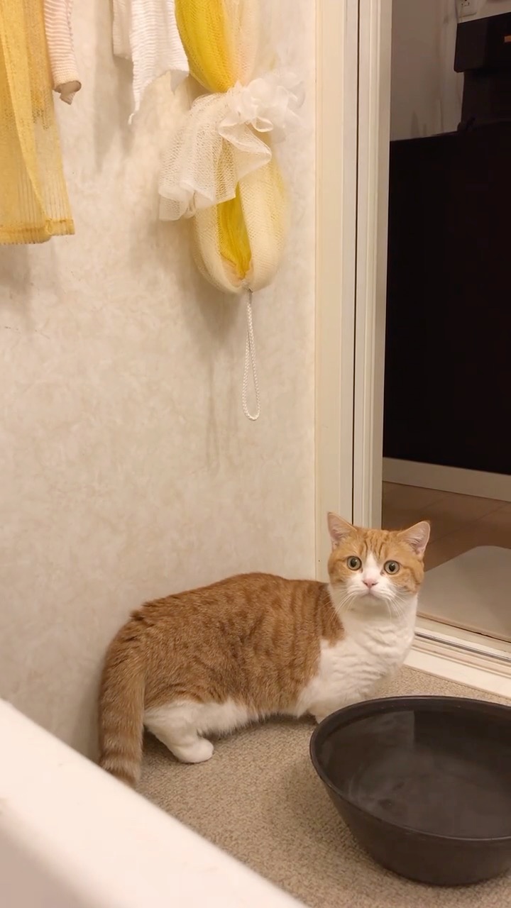 お風呂をのぞく猫