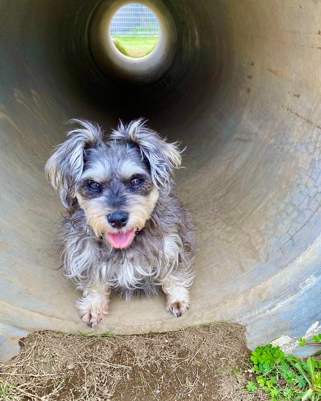 犬　トンネル　ワクワク
