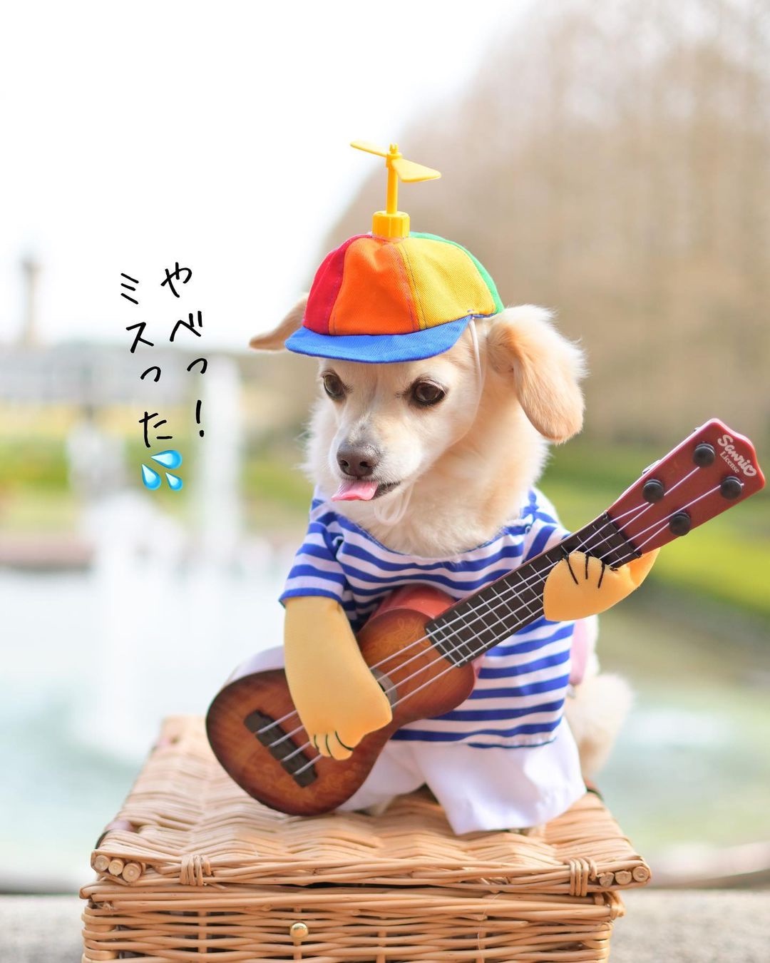 犬　ギター