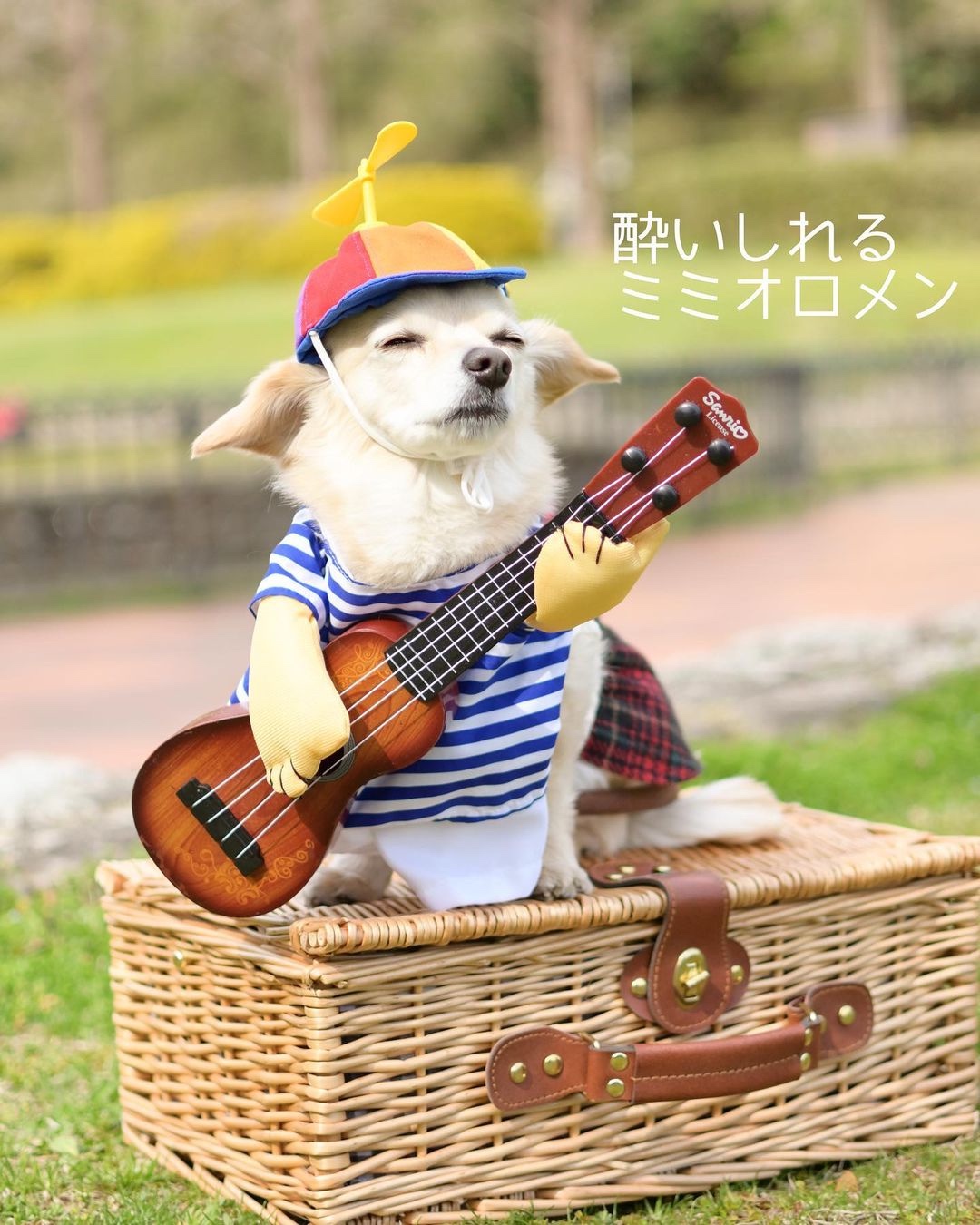 犬　ギター