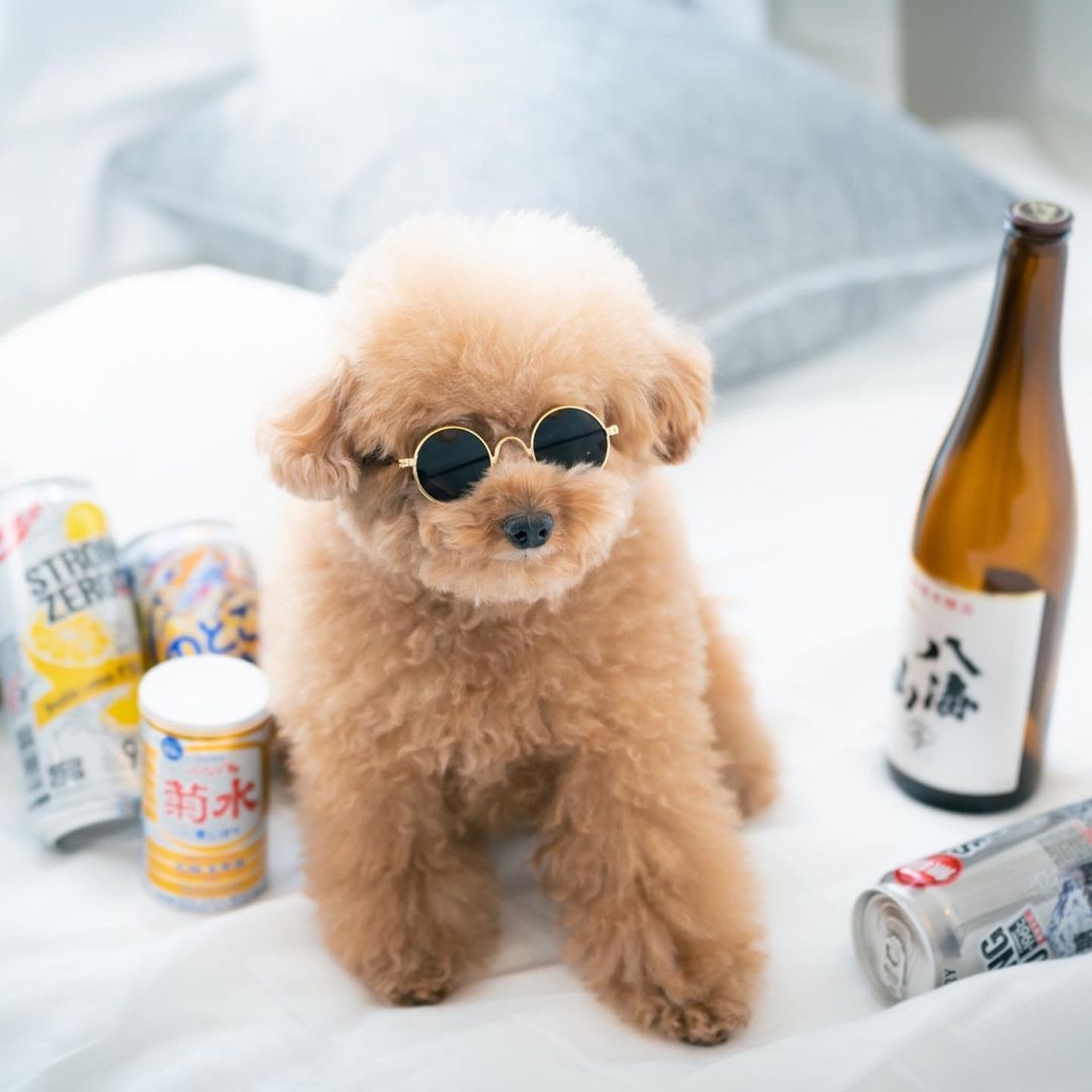 犬　ビール