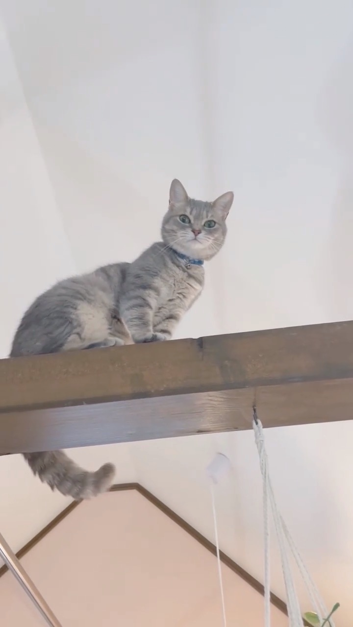 柱の上に座っている猫