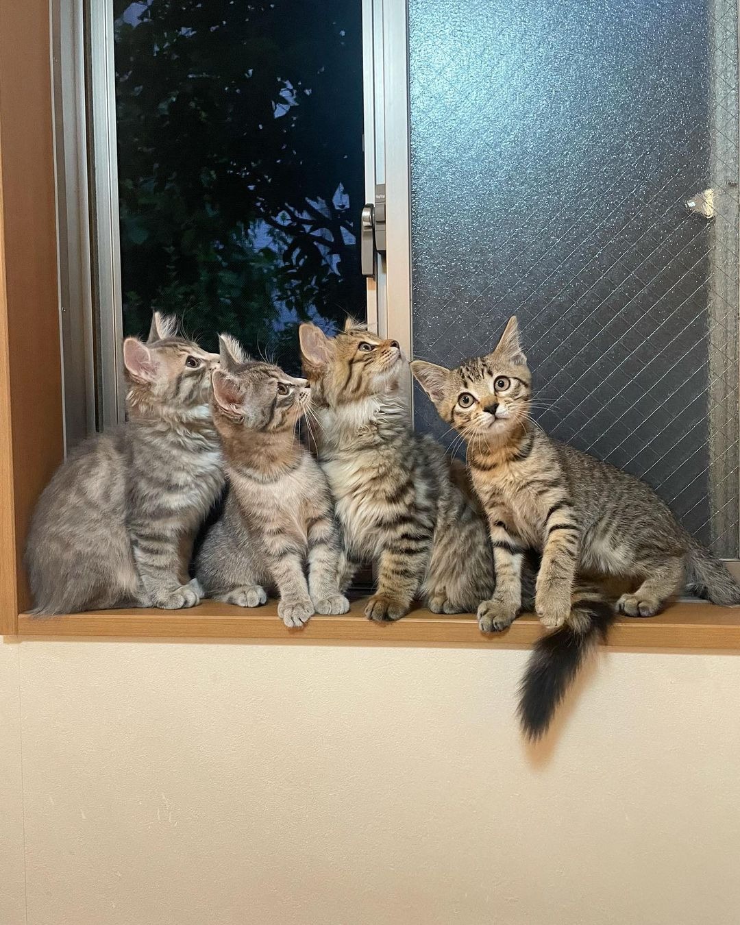 一列に並んだ子猫たち
