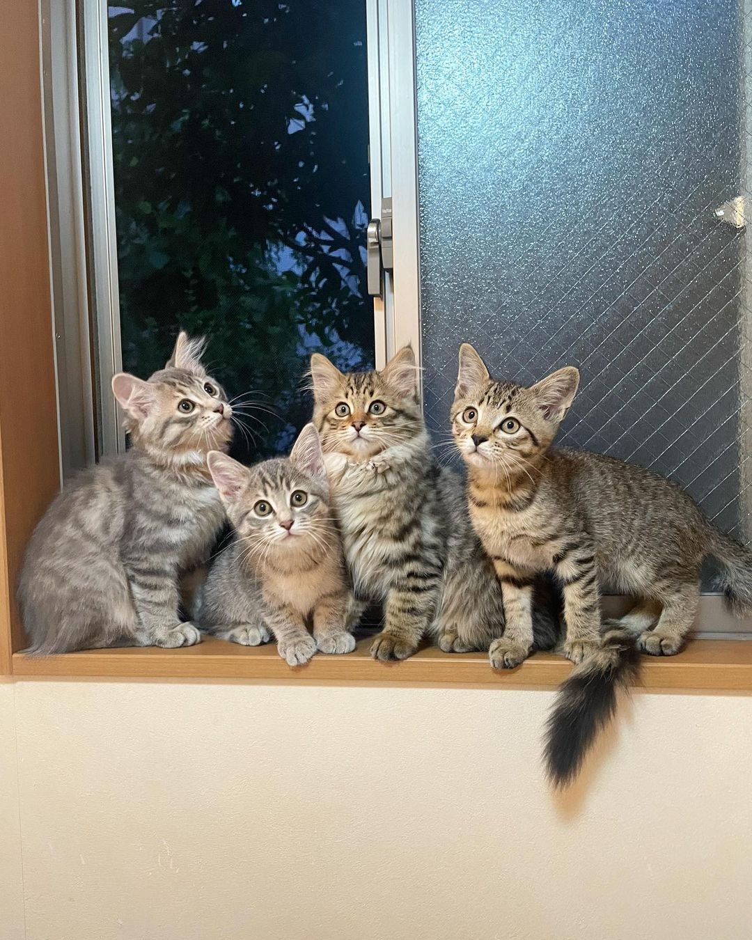 一列に並んだ子猫たち