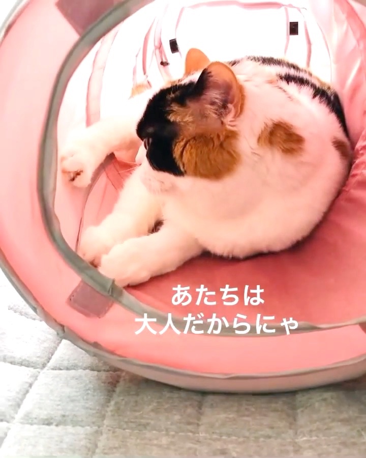 猫　遊び断る