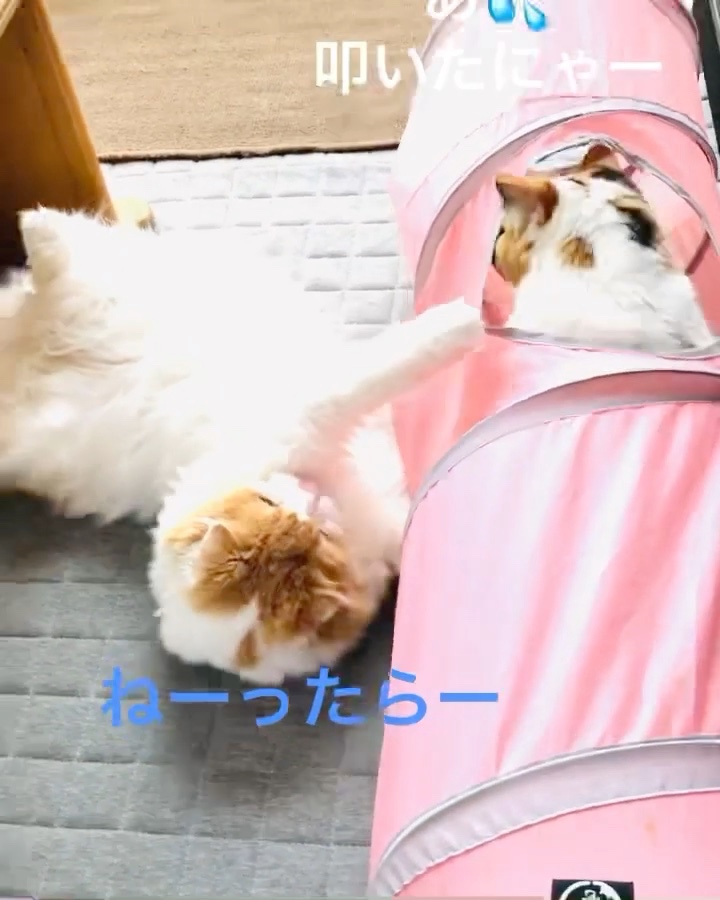 猫　たたく