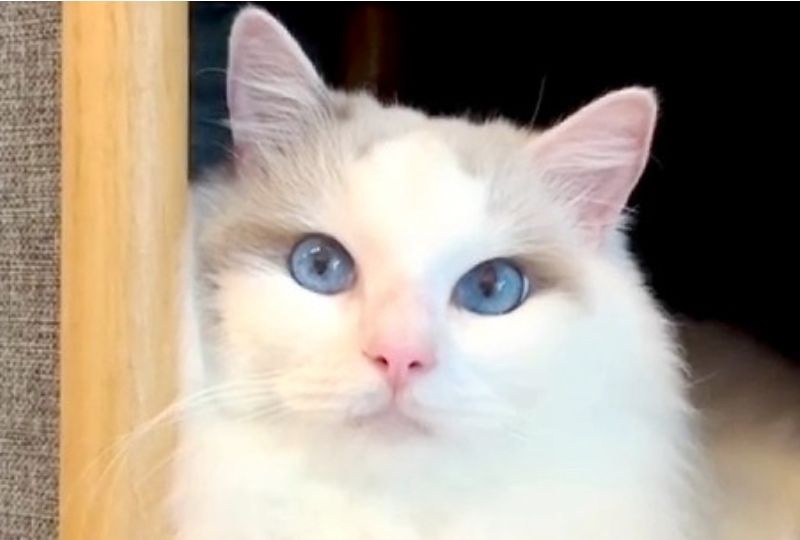 王子様感ハンパない♡ブルーの瞳の猫くんに見つめられてメロメロになる人続出
