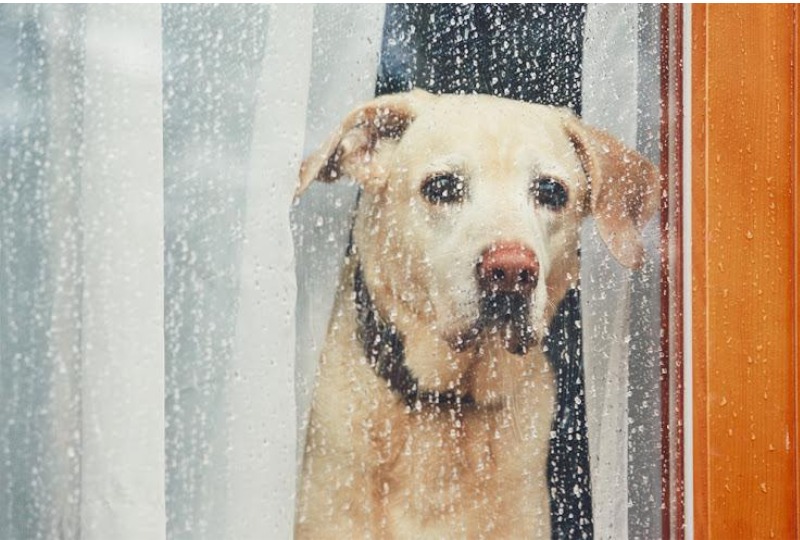 雨の日に犬を室内で遊ばせるには？おすすめの遊びや室内で遊ぶ時の注意点を紹介