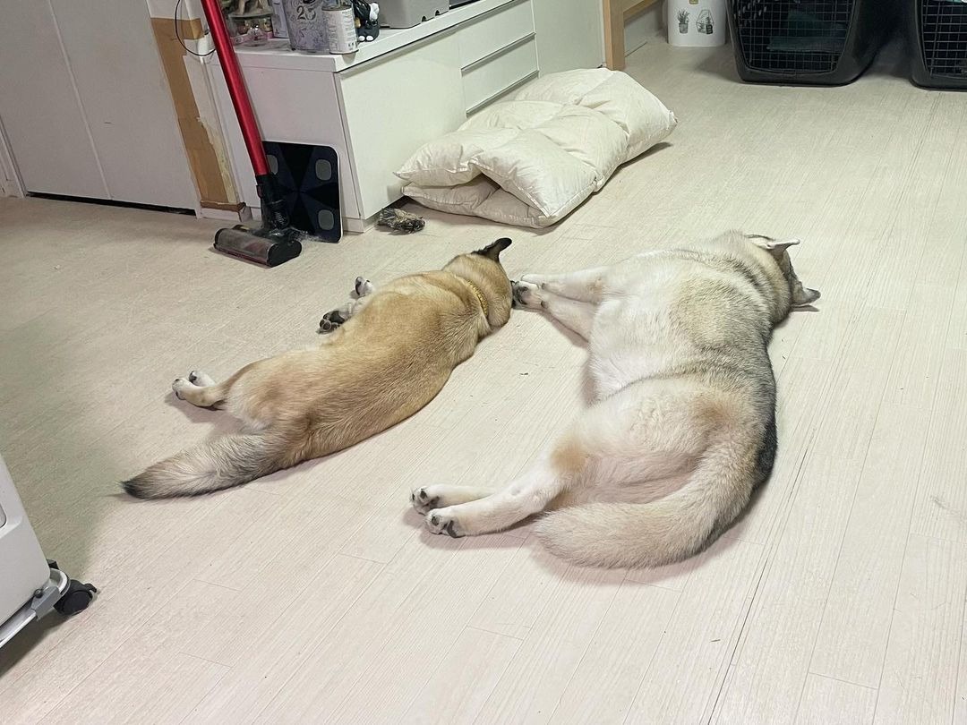 同じ格好で寝る犬たち