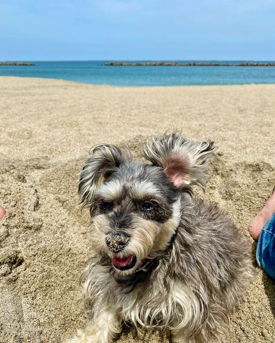 犬　砂浜　暑い