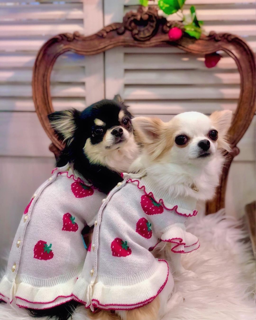 イチゴ柄の洋服を着た犬たち
