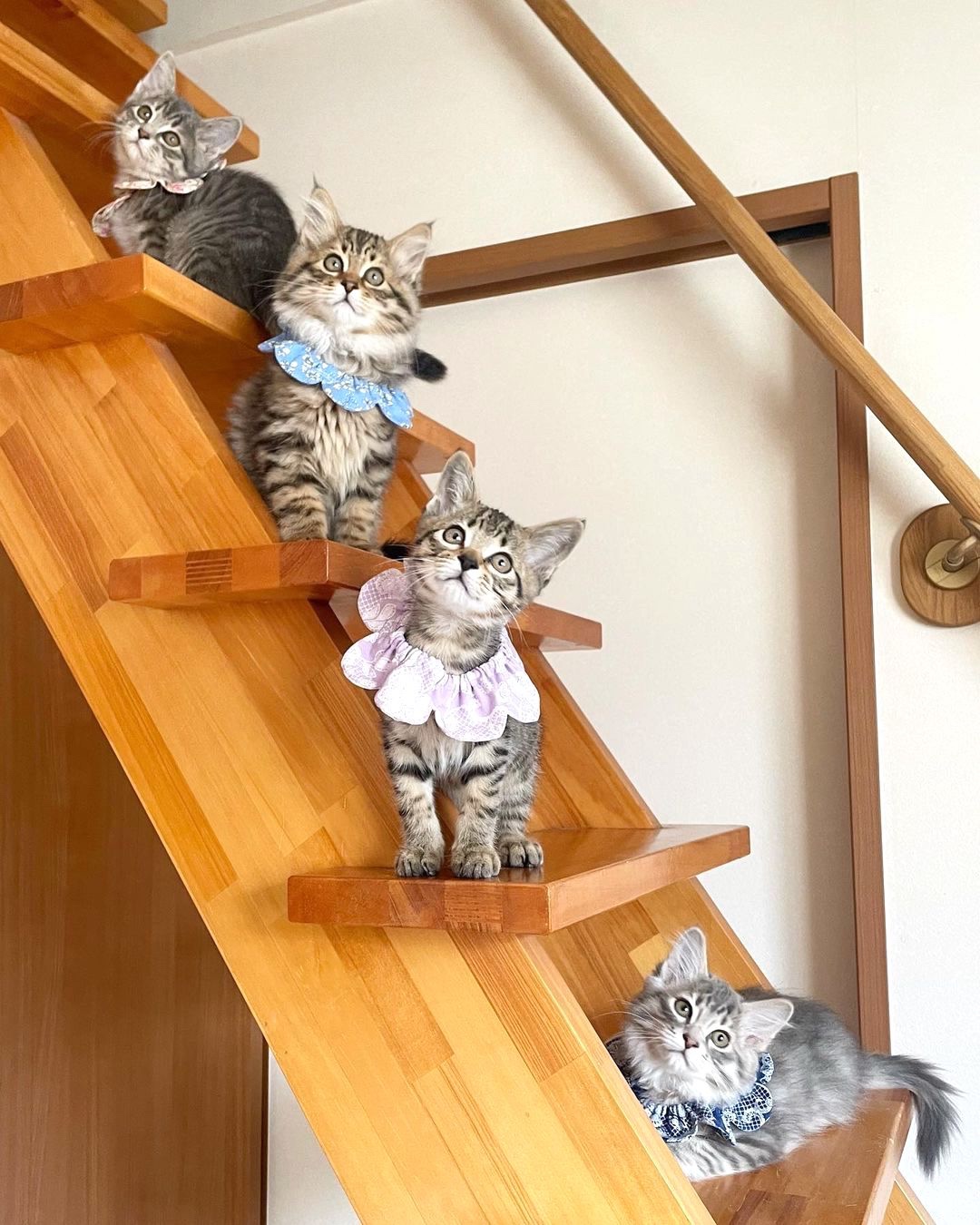 猫　4匹階段