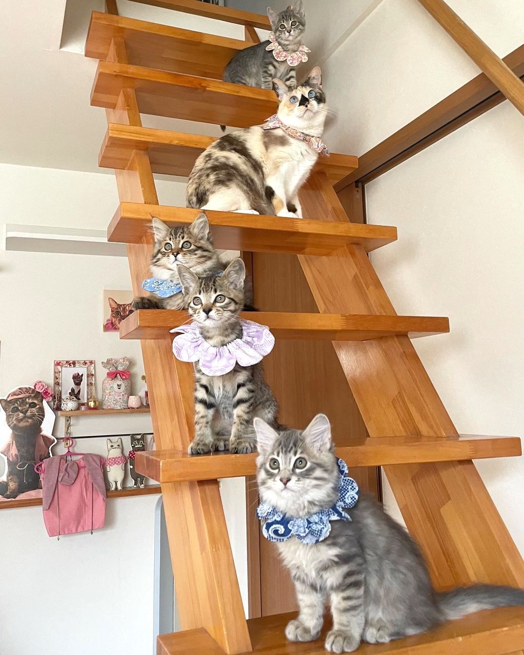 猫　5匹階段