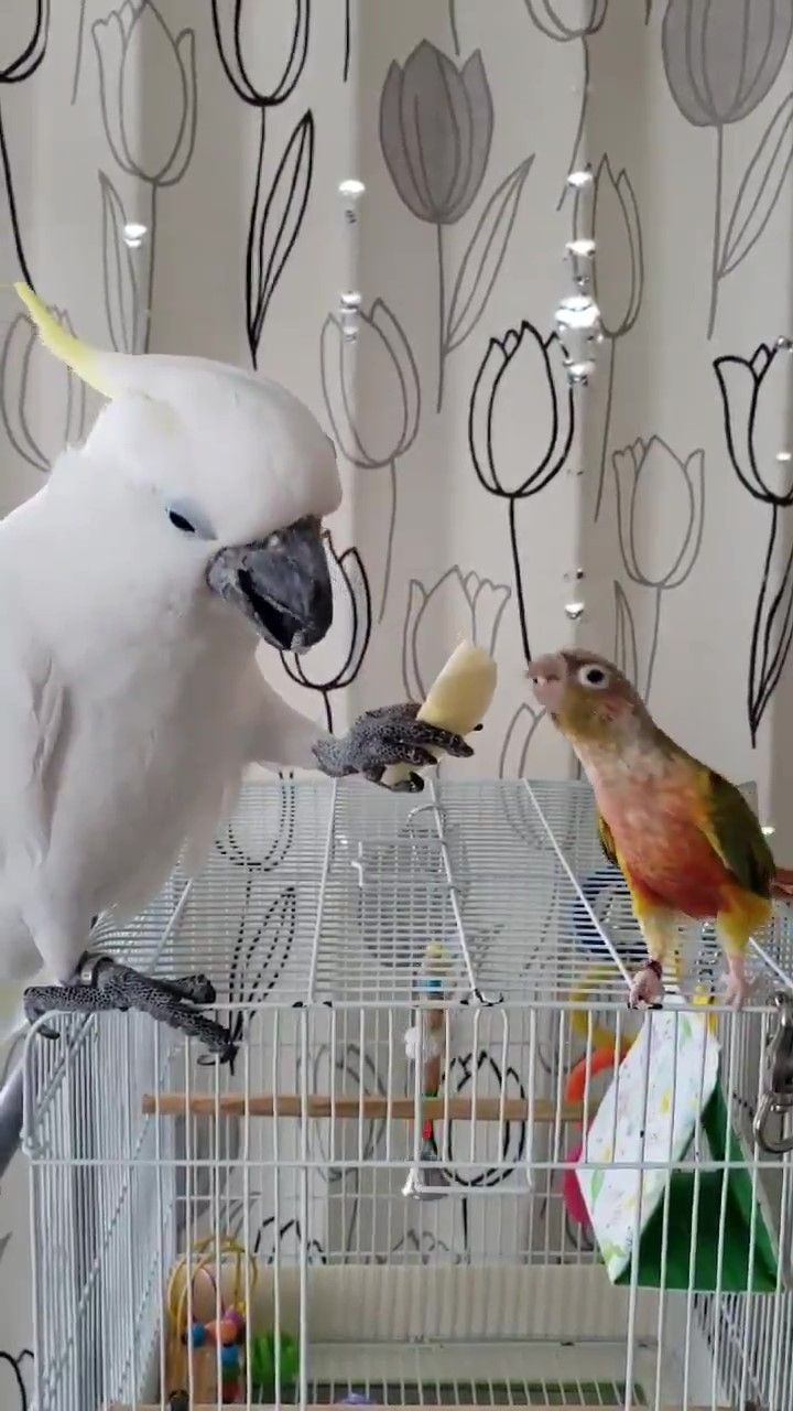 鳥　食べる